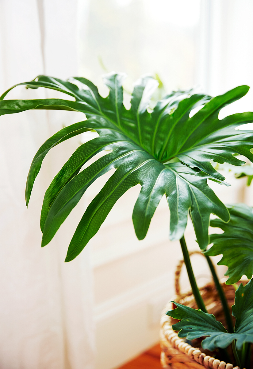 ARP_Interiors1_020